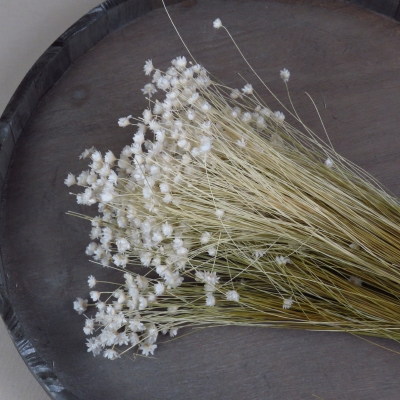 Droogbloem Glixia - Wit