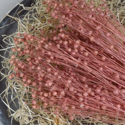 Droogbloem Linum - Poederroos