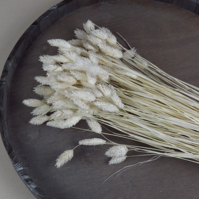 Droogbloem Phalaris - Gebleekt