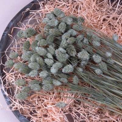 Droogbloem Phalaris - Ice Green