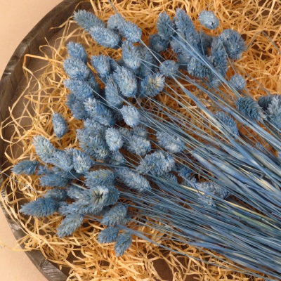 Droogbloem Phalaris - Parisian Blue
