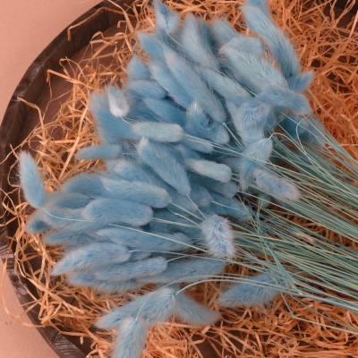 Droogbloem Lagarus Ovatus - Aquamarine