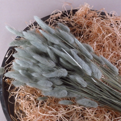 Droogbloem Lagarus Ovatus - Kaki