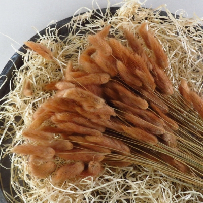 Droogbloem Lagarus Ovatus - Terracotta